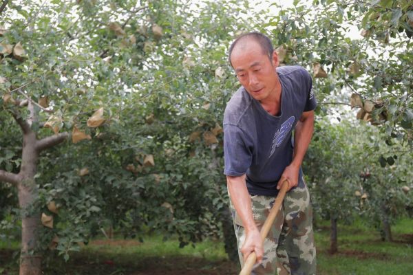 乡村致富带头人：聚是一团火 散是满天星