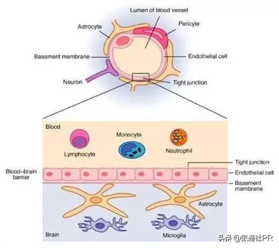 盛山资产完成对ABM Therapeutics投资，助力抗脑癌创新药物研发