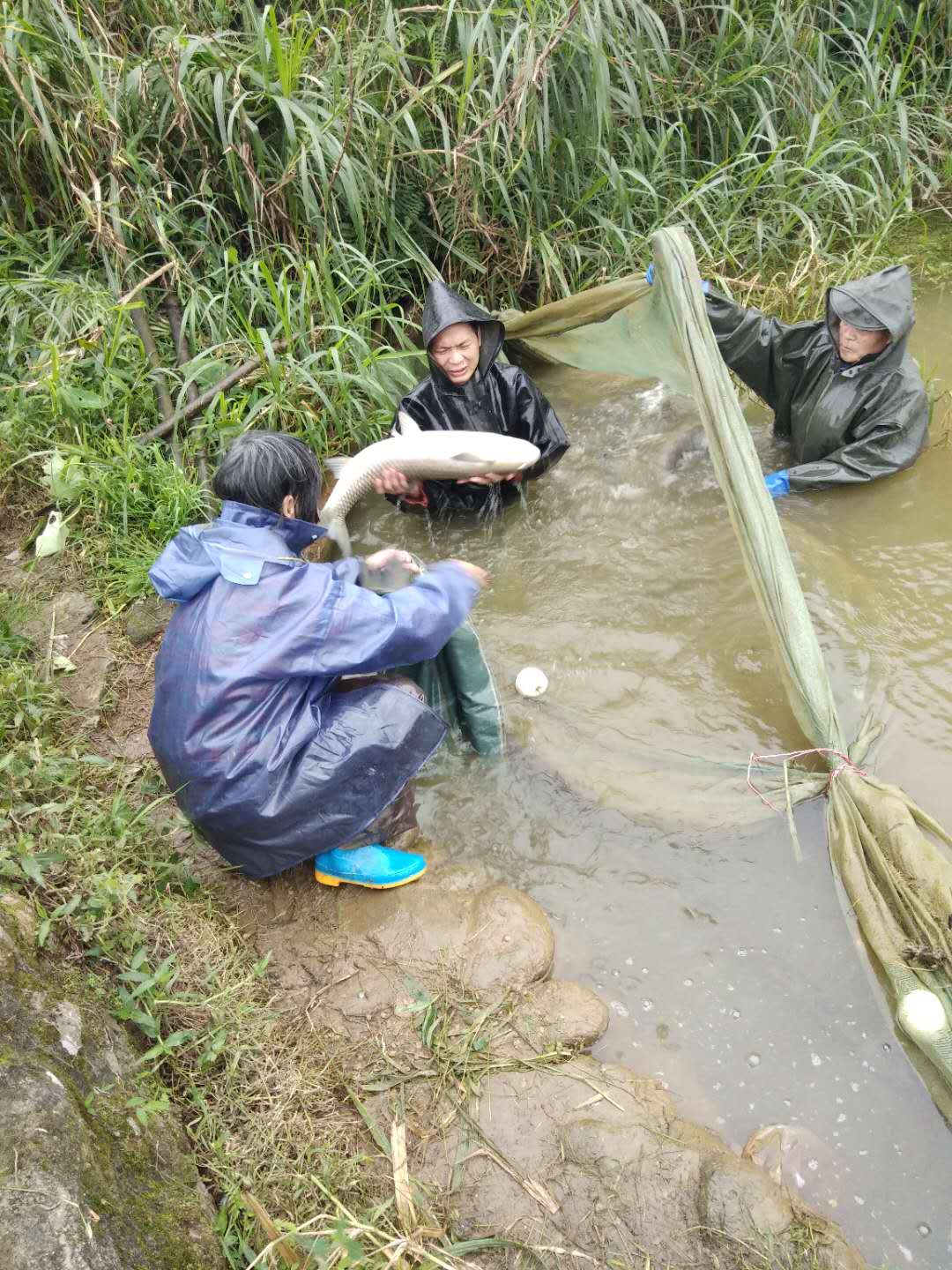 “输血”更“造血” 兴业银行构建产业扶贫长效机制