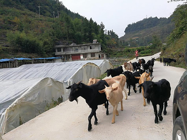 中信银行重庆分行：育产业 拔穷根 精准施策提振脱贫信心