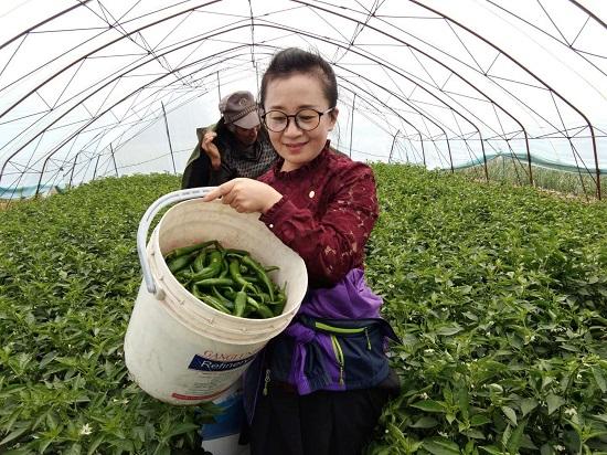 中国太保冷丽霞：村民们的好亲戚 最接地气的驻村干部